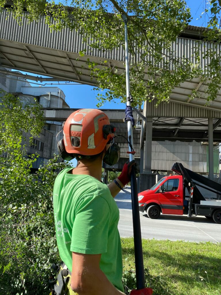 Arborist pruning the upper canopy of a tall pine