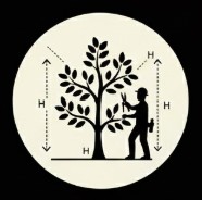 Structural pruning to build strong branch architecture