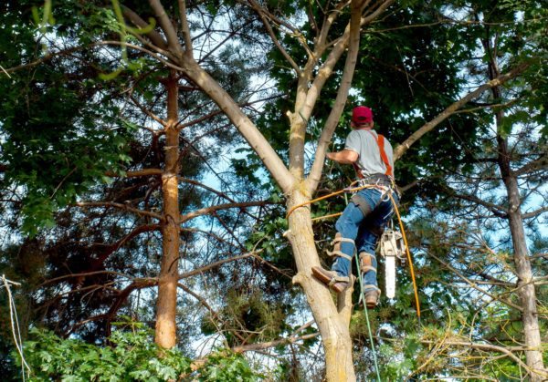 Ashland Tree Service crew and equipment on a job site in Raleigh