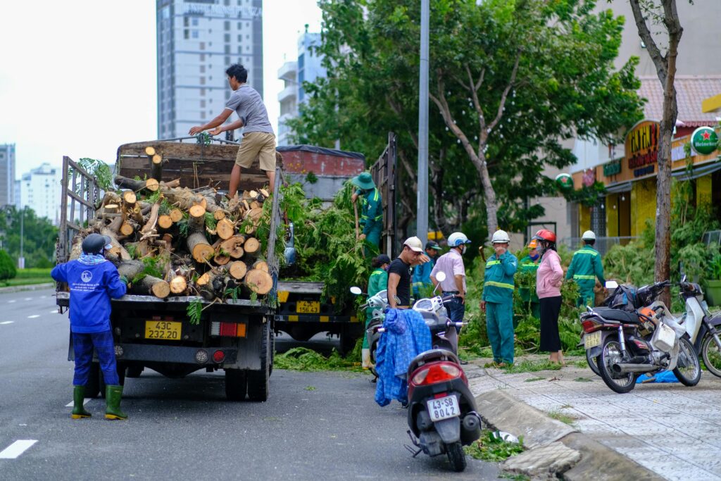Expert tree removal underway using professional rigging equipment