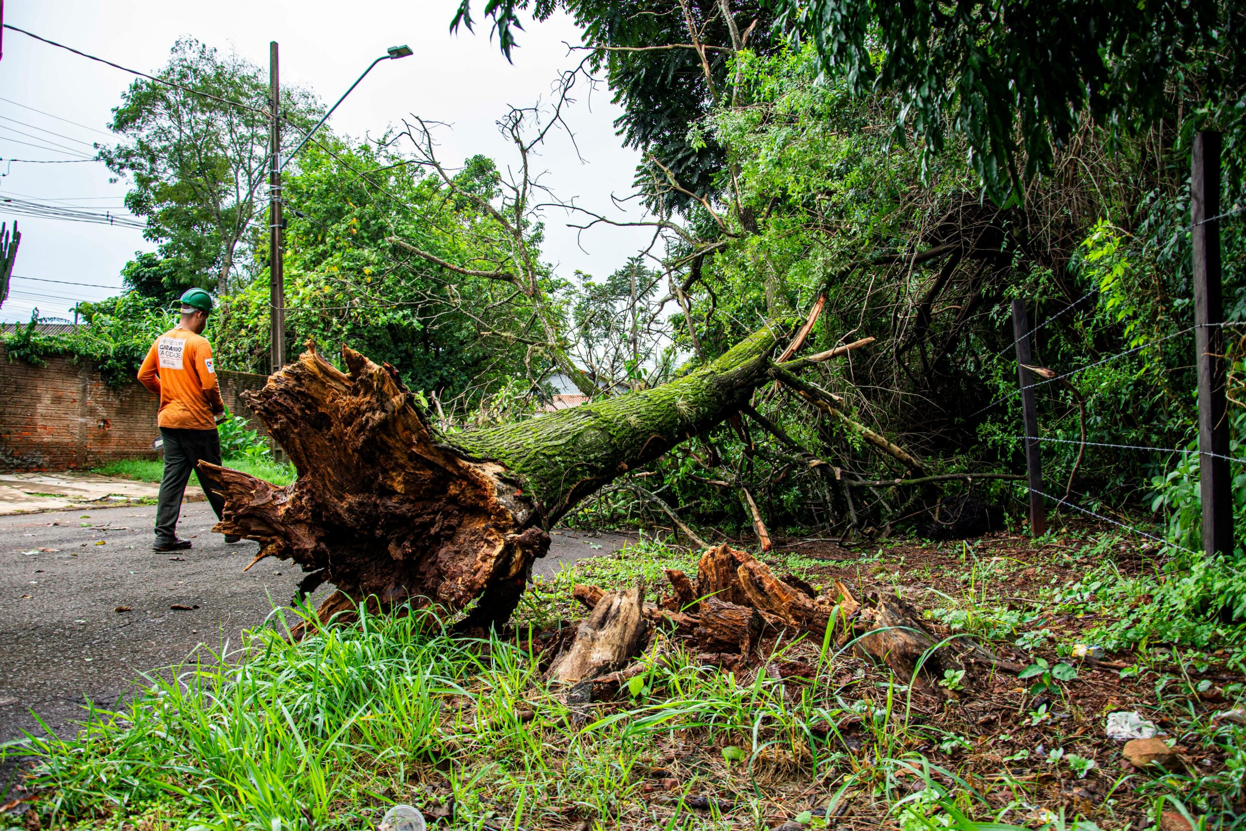 Large tree being safely dismantled section by section