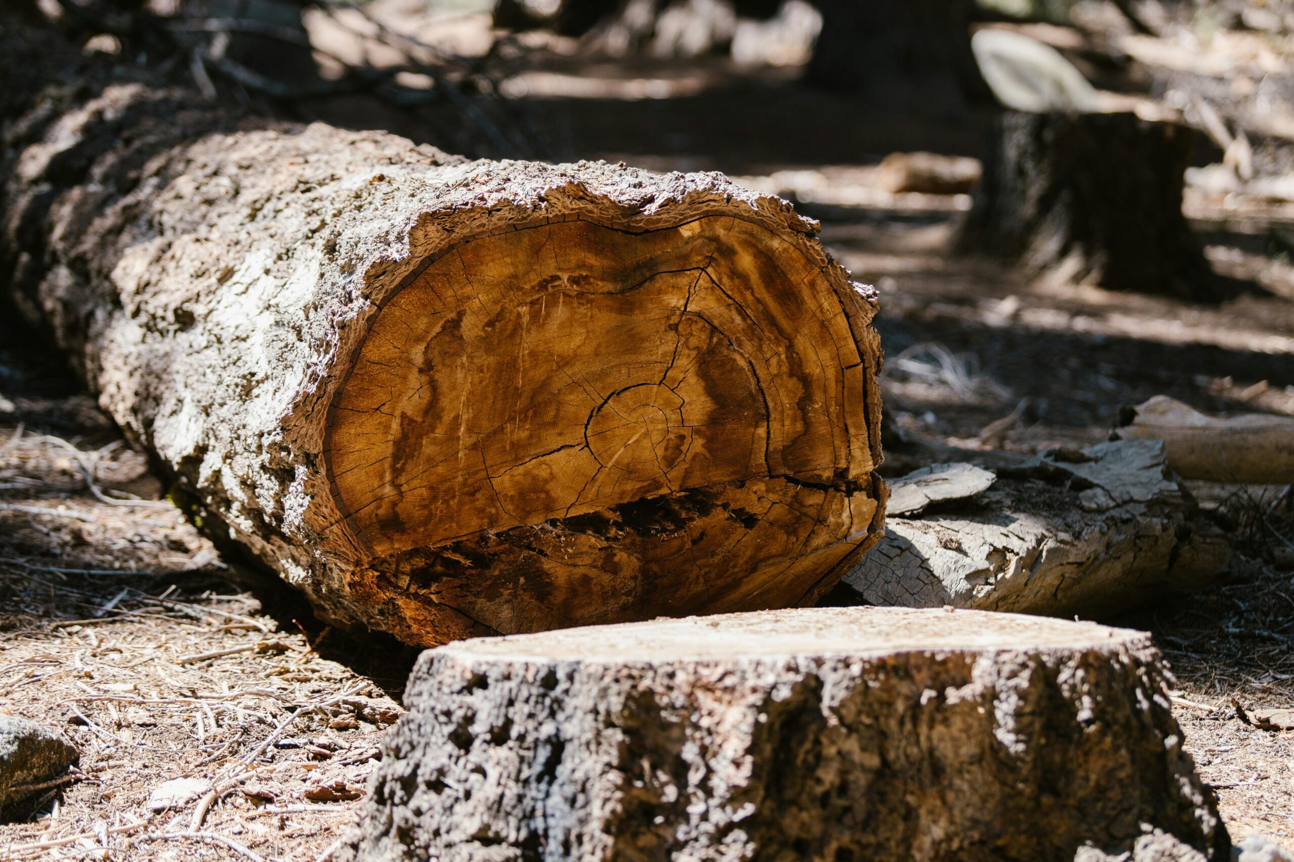 Professional stump grinder reducing a tree stump below ground level