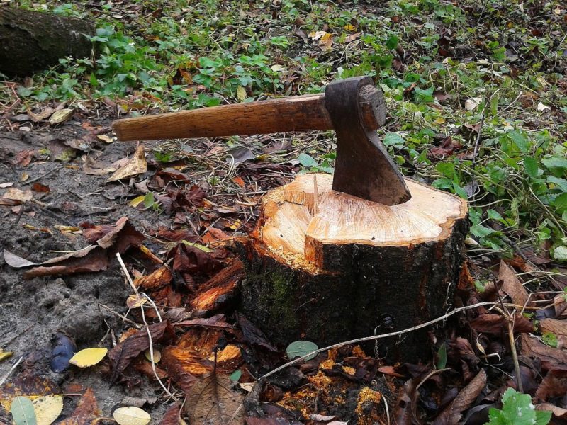 Stump grinding service underway in a Raleigh garden