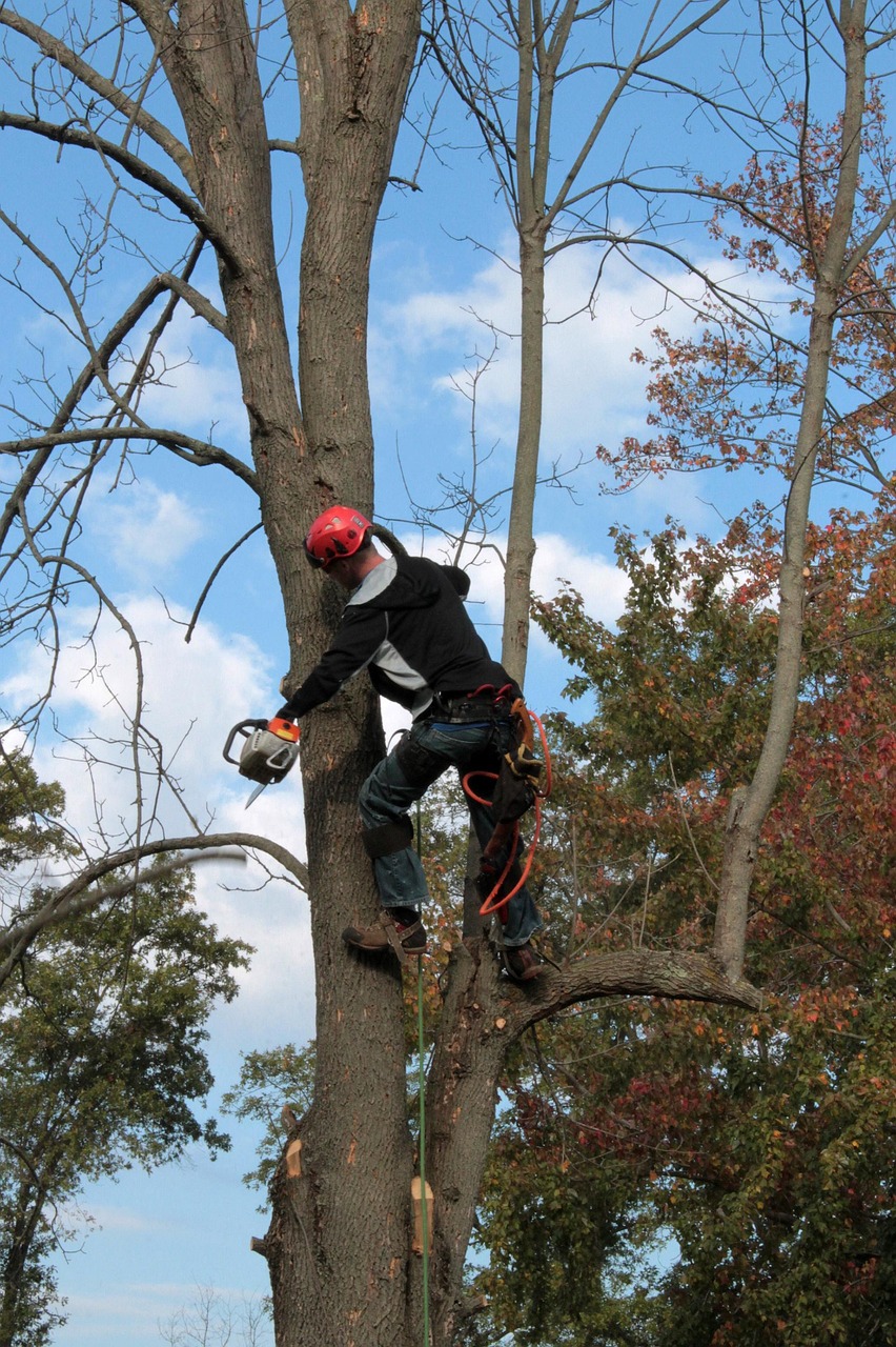 Arborist trimming overgrown branches from a mature tree canopy