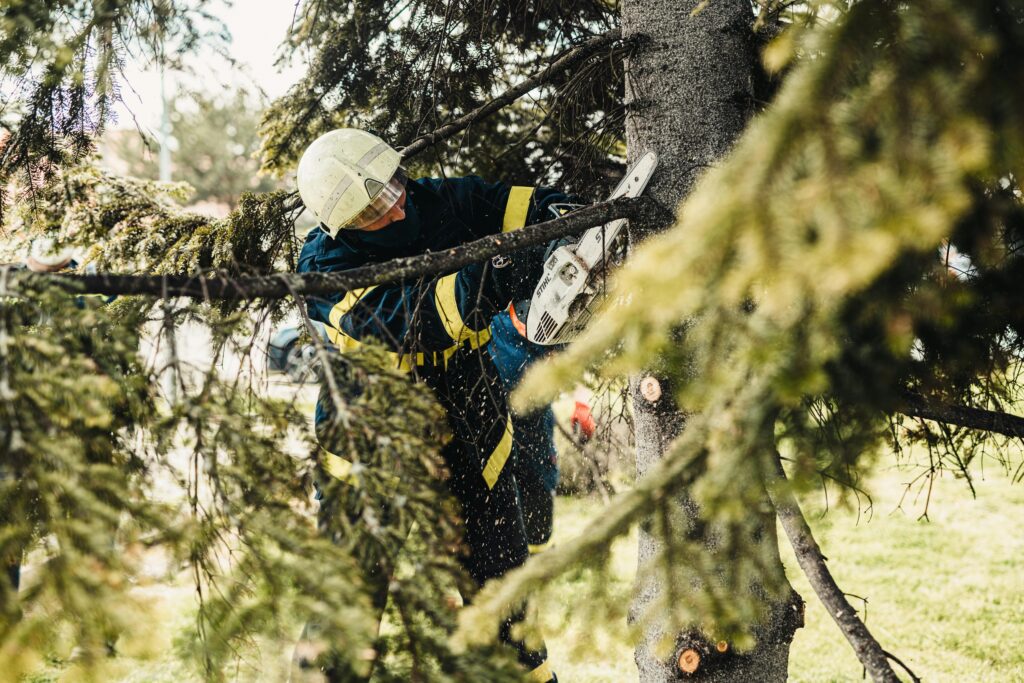 Bucket truck reaching high branches for a trimming job