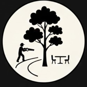 Lower limbs removed to raise a tree canopy