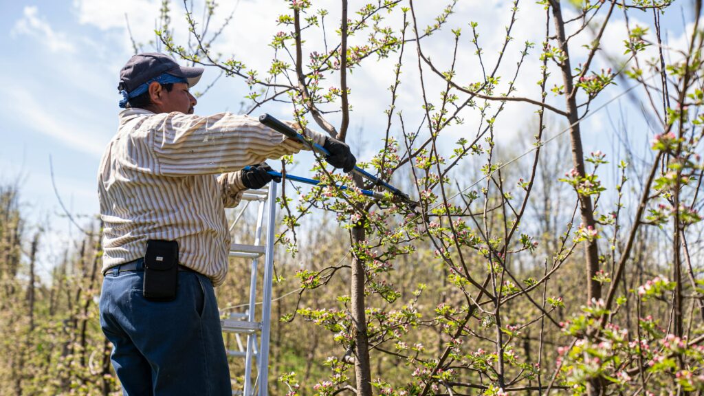 Tree trimming work in progress on a Raleigh property